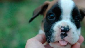 Chew on this before you get a dog