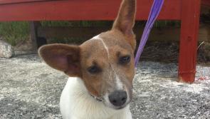 Meet July&rsquo;s Mutt of the Month: Tac