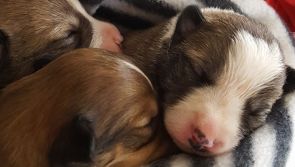 Puppies dumped in Ballinrobe