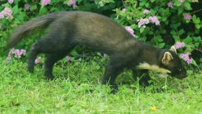 Acrobatics and insatiable appetites