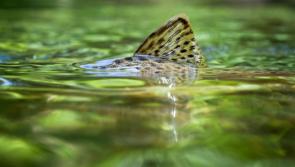 To the waters and the wild