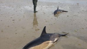 Call for stranding plans after death of two dolphins