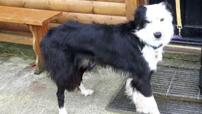 Meet August’s Mutt of the Month: Jack