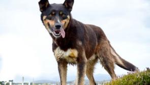 Meet September’s Mutt of the Month: Stoker