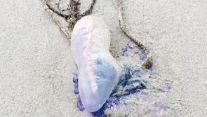 Venomous &lsquo;jellyfish&rsquo; sightings on Achill beaches