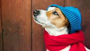 Warm pets, warm hearts