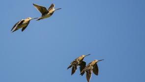 The snipe and the sniper