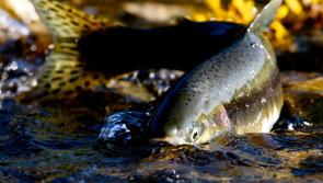 Mad dogs’ greedy men take fish from the midstream run