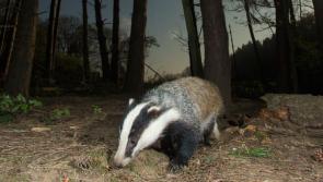 Nature’s own pest-control system is best  