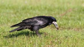 Shoot the rook, pay the price