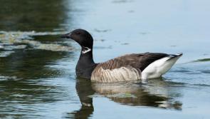 Wild goose chase 