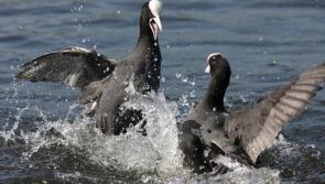 A commotion of coots