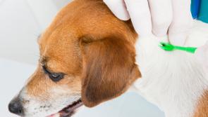 Very creepy crawlies