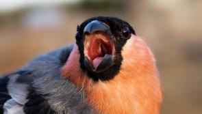 Dawn chorus or daily cacophony?