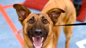 Meet May&rsquo;s Mutt of the Month: Molly