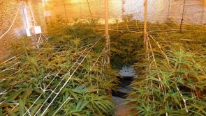 €200,000 of cannabis plants seized in The Neale