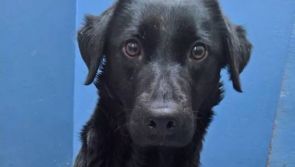 Meet June’s of the Month: Twinkle