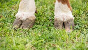 Crossmolina chemist ‘grossly oversupplied’ Galway farm with antibiotics