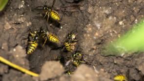 Avoiding a sting in the tail