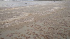 Thousands of stinger jellyfish cover Achill beach