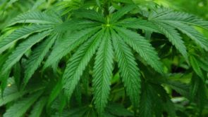 Gardaí find €48k worth of drugs in Mayo searches