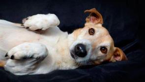 Meet September’s of the Month: Picky