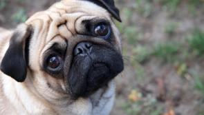 Cute or cruel?