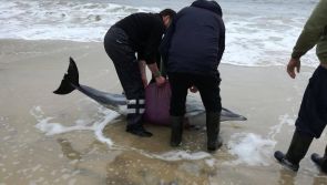 Stranded dolphins rescued on Achill beach