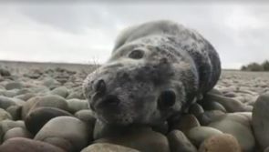 Silver lining from attempted seal-pup rescue on Achill