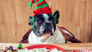 Diabetes on the rise in pets too