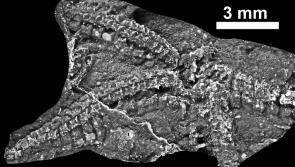 Maam Valley fossil is 435 million years old