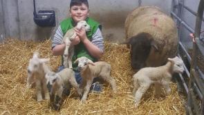 Special delivery at Roundfort farm