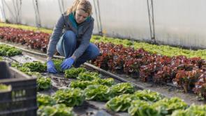 Let’s eat our planet cool