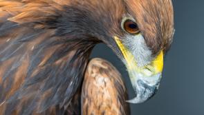 Lysaght launches ode to eagles