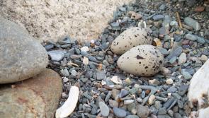 Ffionn’s leap and plover pebbles