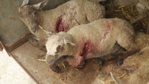 Warning after savage sheep attack