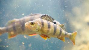 Choked waterways and poor fishing days