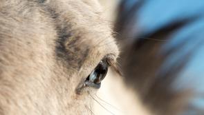 Man fined for leaving horses to die in field