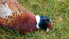 The fight for the fallen pheasant