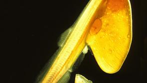 Hatcheries needed to save our Atlantic salmon