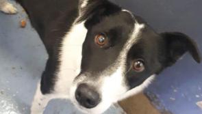 Meet December’s Mutt of the Month: Mandy