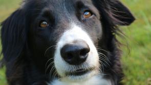 New scheme subsidises neutering of Achill sheepdogs