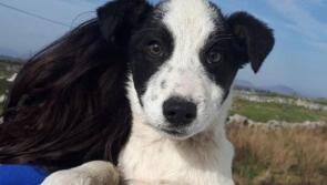 Meet March’s Mutt of the Month: Adam