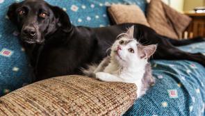 Neutering has many benefits