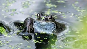 Free spirits and frog spawn