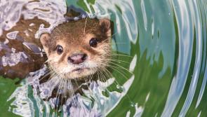 The curious otter