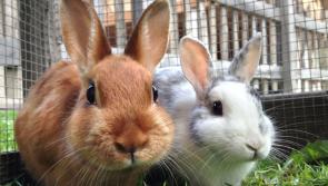 A bunny is not just for Easter
