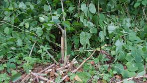 Council refuses Ballyhaunis Japanese Knotweed treatment facility