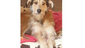 Meet May’s Mutt of the Month: Tara