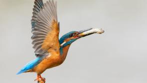 Food fit for a kingfisher